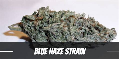 bluehaze200|Blue Haze Marijuana Strain Information .